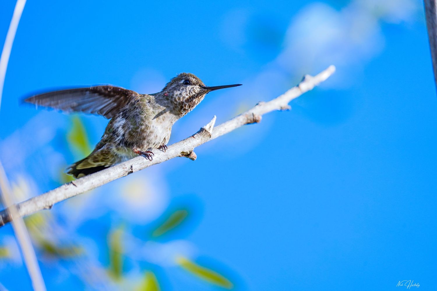 Anna’s Hummingbird with iridescent green feathers and bright rose-red throat perched on a thin branch against a blurred natural background.