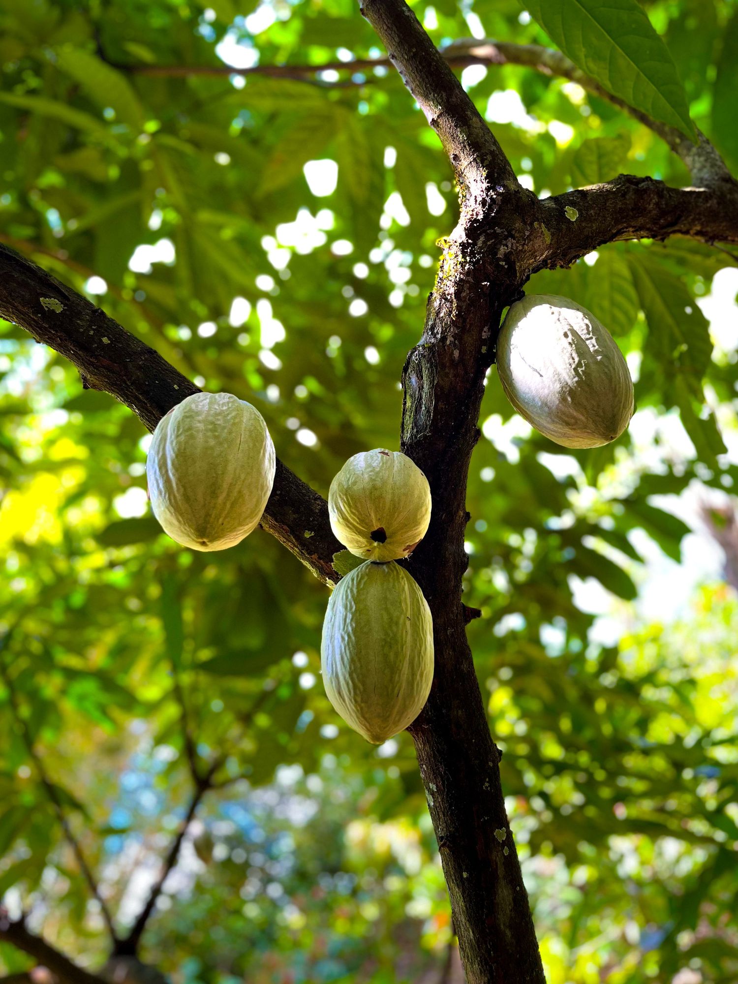 Cacao Tour, Lanquin Cacao Tour, Lanquin