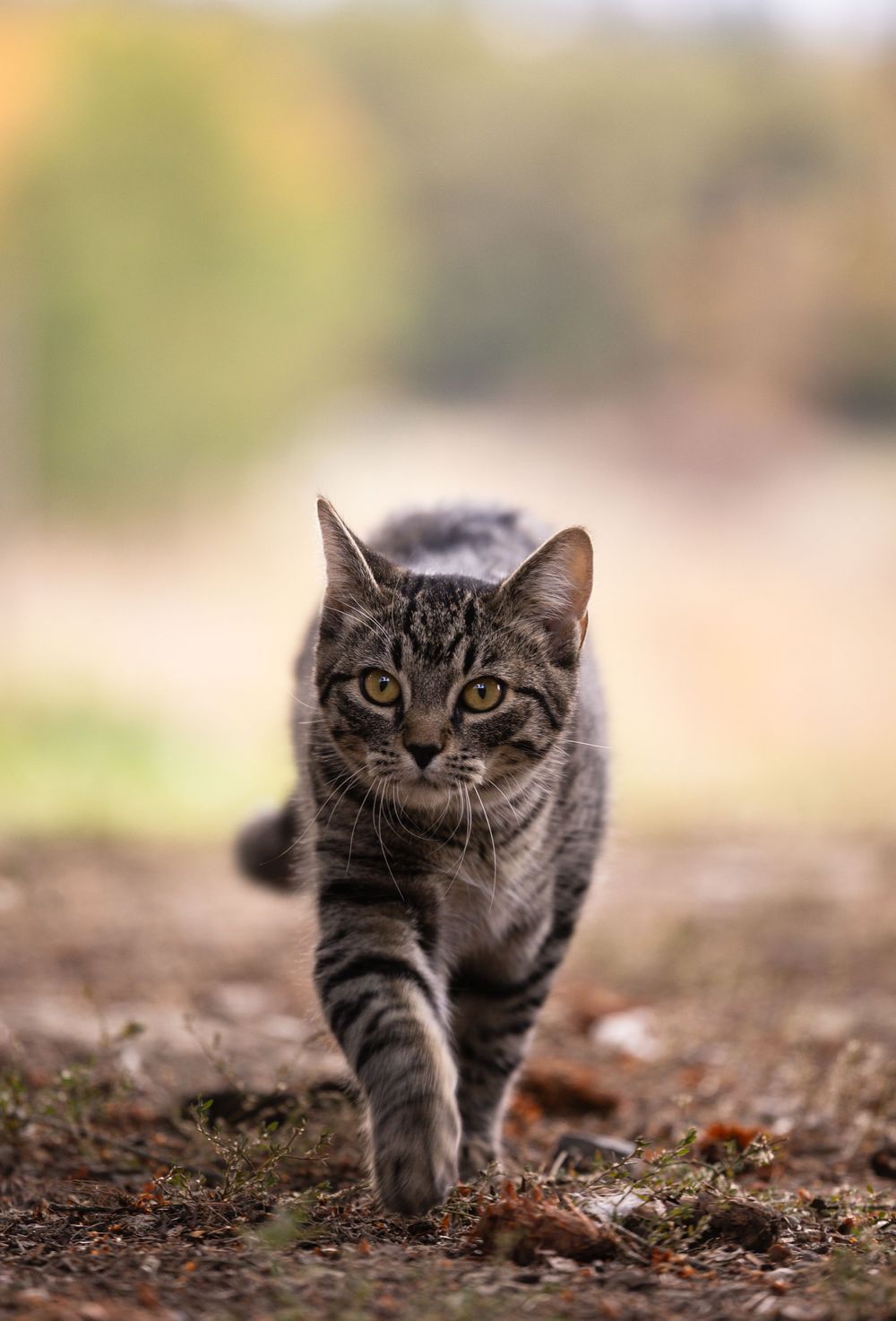 Kayleigh Seibel Photography - Salmon Arm BC - Pet Photography
