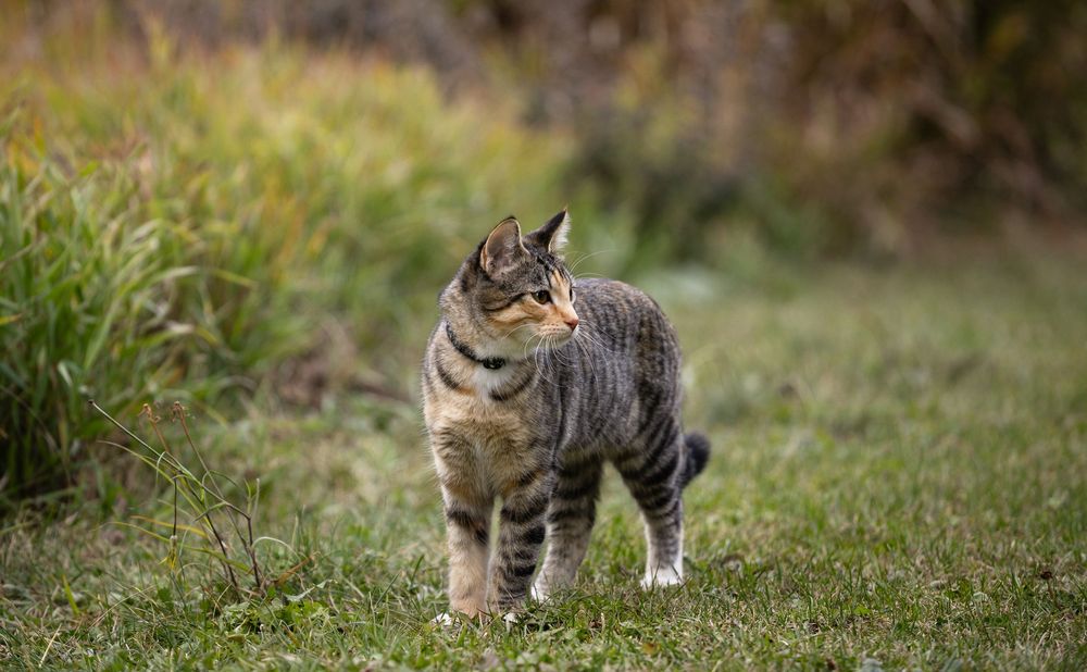 Kayleigh Seibel Photography - Salmon Arm BC - Pet Photography