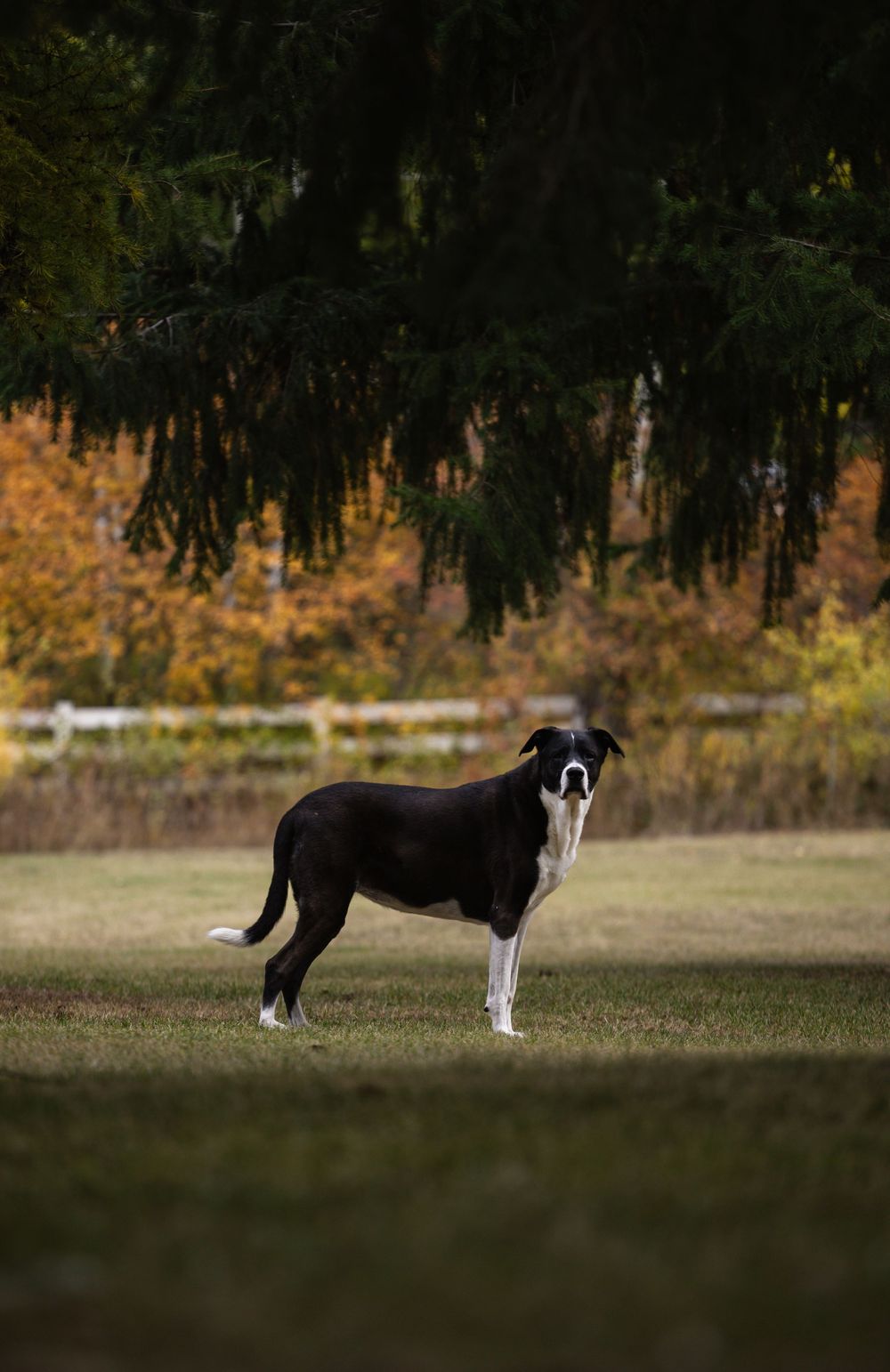 Kayleigh Seibel Photography - Salmon Arm BC - Pet Photography