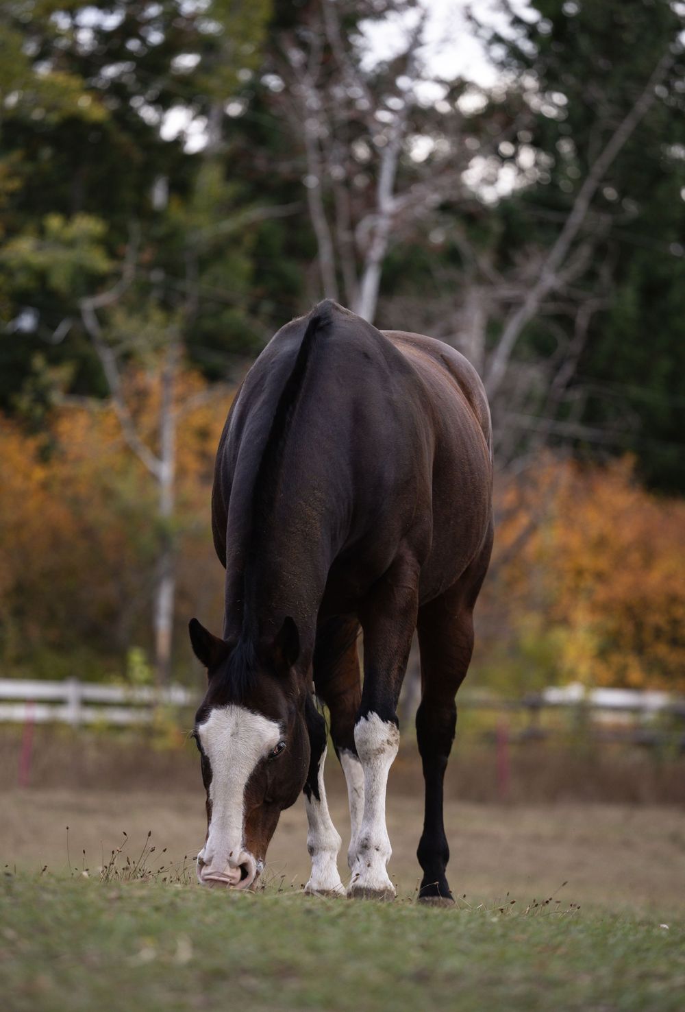 Kayleigh Seibel Photography - Salmon Arm BC - Pet Photography