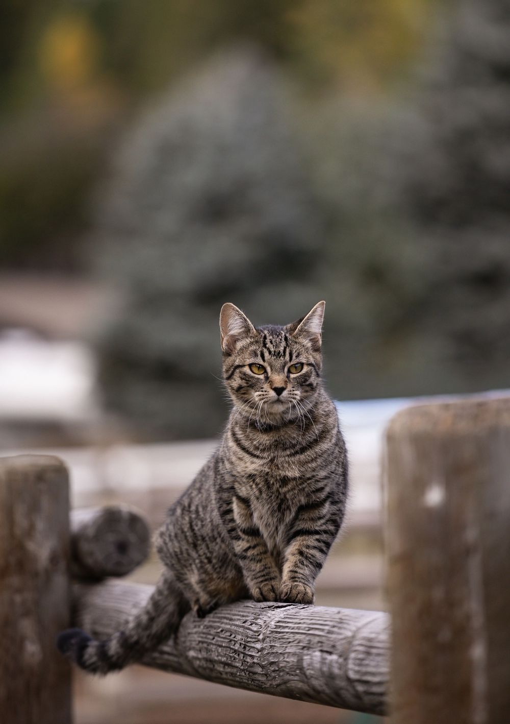 Kayleigh Seibel Photography - Salmon Arm BC - Pet Photography