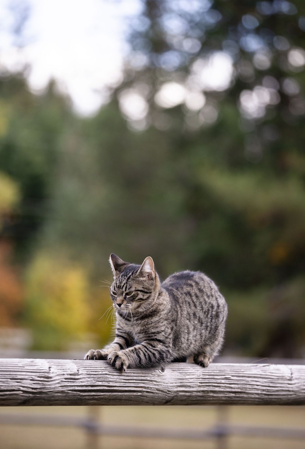 Kayleigh Seibel Photography - Salmon Arm BC - Pet Photography