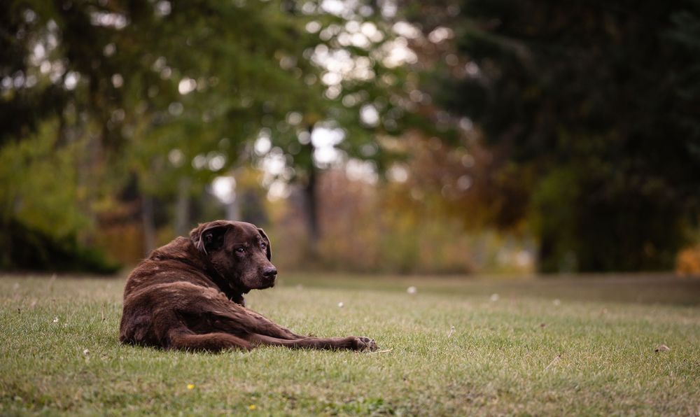 Kayleigh Seibel Photography - Salmon Arm BC - Pet Photography