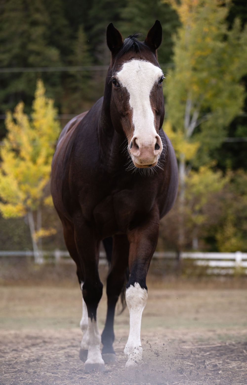 Kayleigh Seibel Photography - Salmon Arm BC - Pet Photography