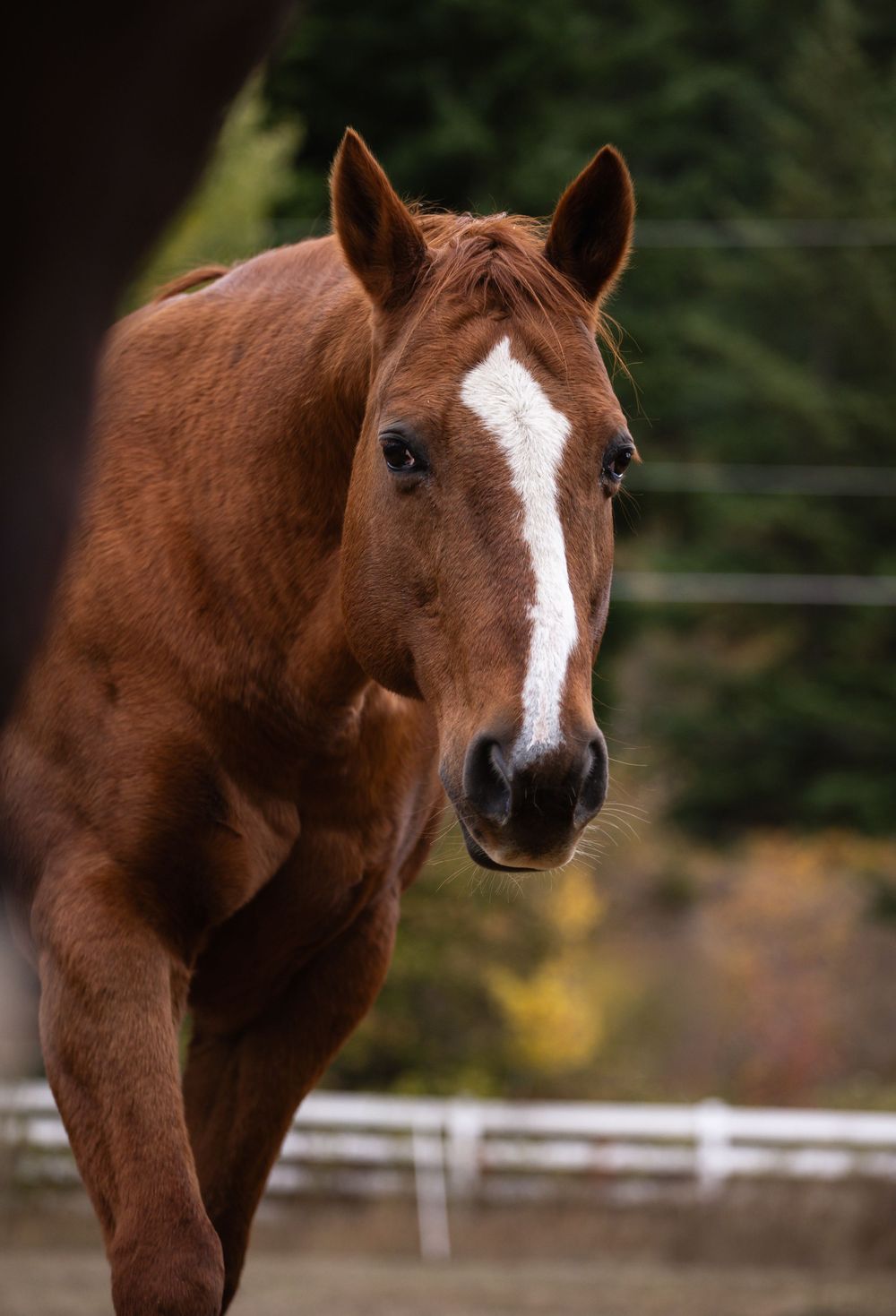 Kayleigh Seibel Photography - Salmon Arm BC - Pet Photography