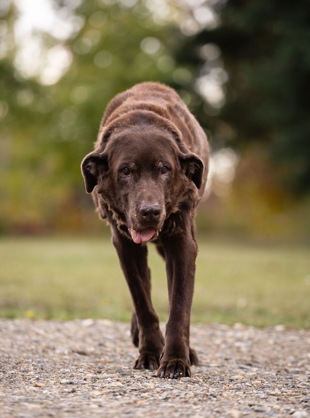 Kayleigh Seibel Photography - Salmon Arm BC - Pet Photography