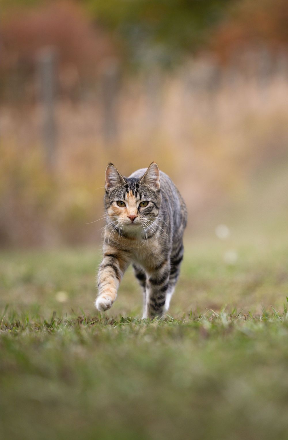 Kayleigh Seibel Photography - Salmon Arm BC - Pet Photography