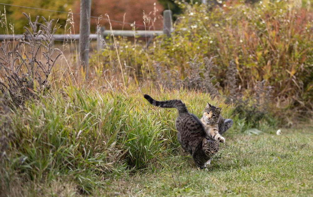 Kayleigh Seibel Photography - Salmon Arm BC - Pet Photography