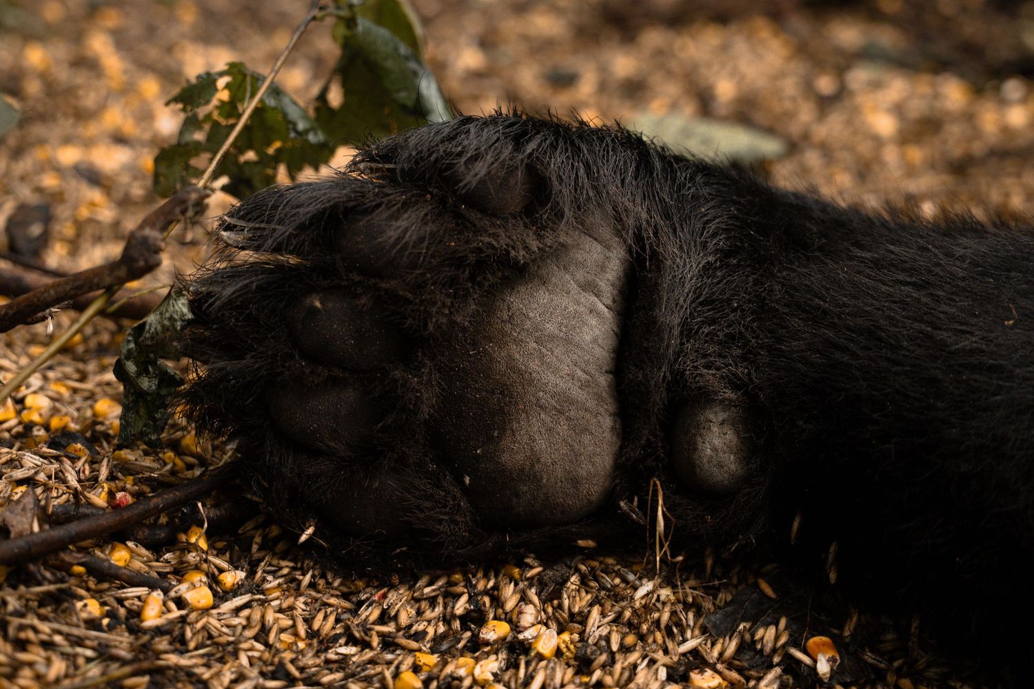 A black bear rests peacefully on fallen autumn leaves in dappled sunlight.