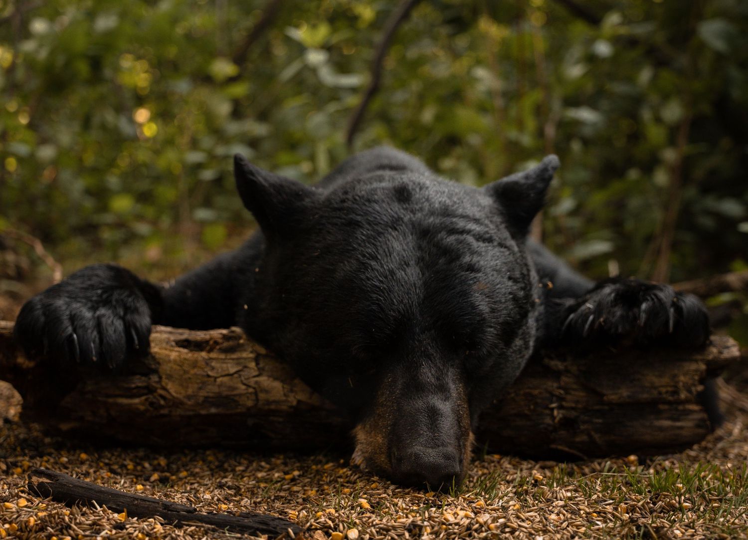 Black bear lounging on fallen tree trunk in wooded forest area.