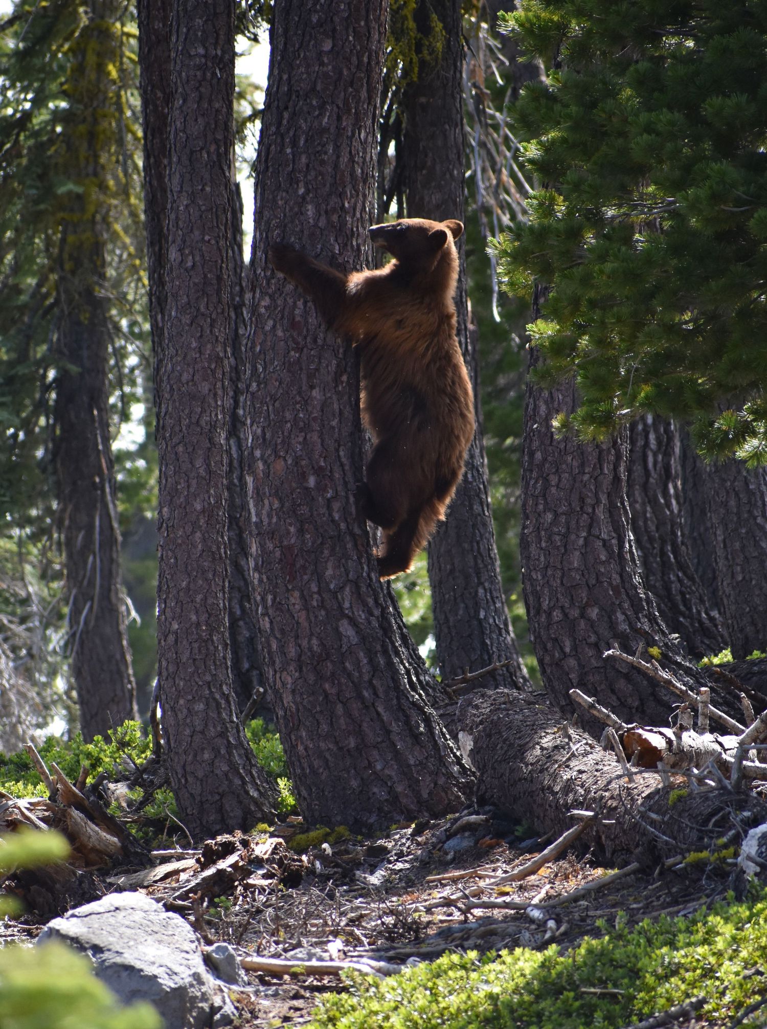 A California Black Bear climbing and playing on a large tree trunk in a forest setting.