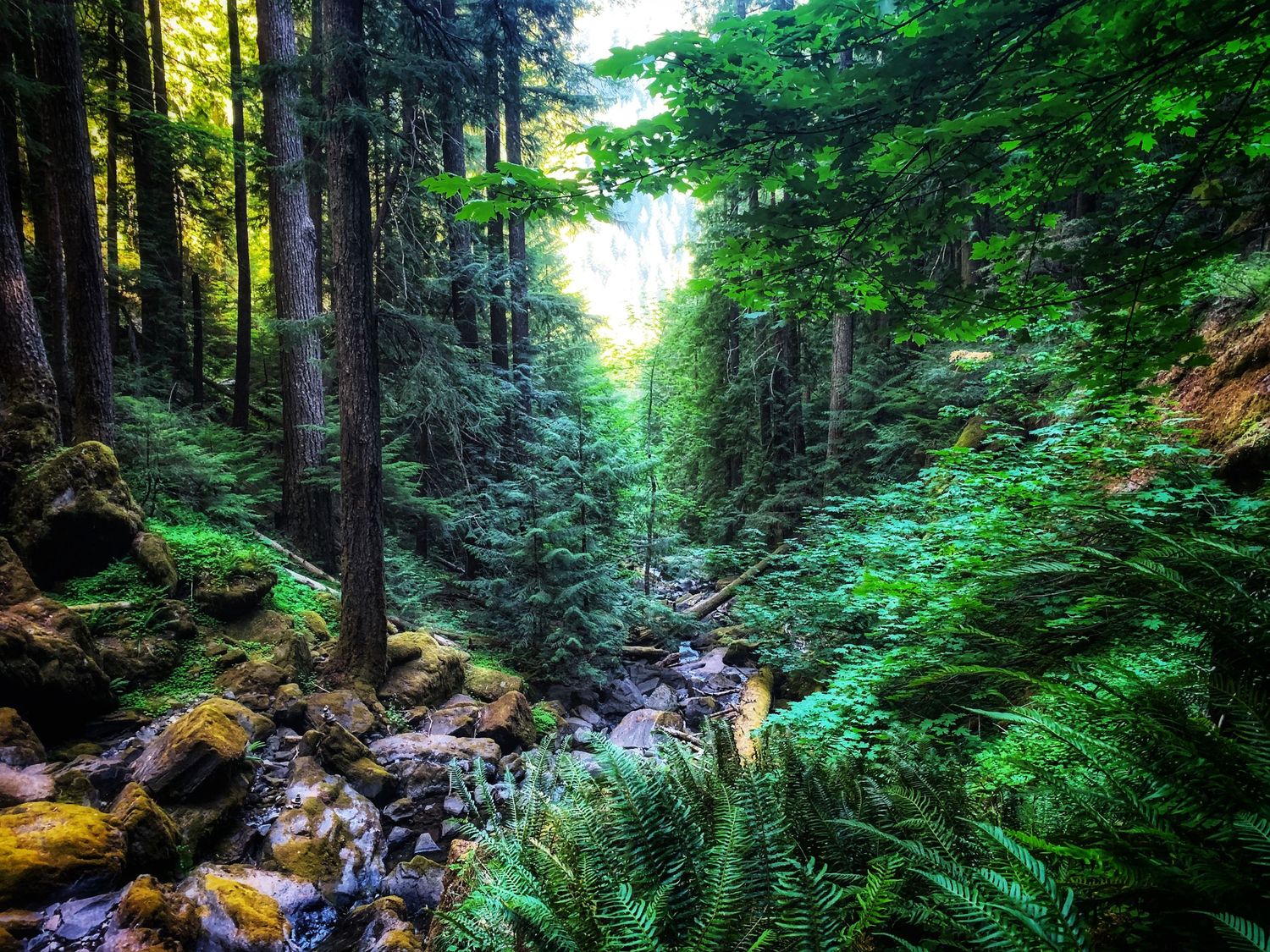 A lush forest trail winds through towering evergreens with a cascading stream and mossy rocks in the Pacific Northwest.