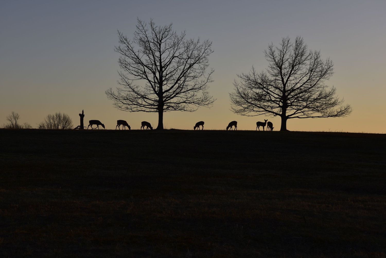 Deer and Sunset view at Big Meadows in Shenandoah National Park