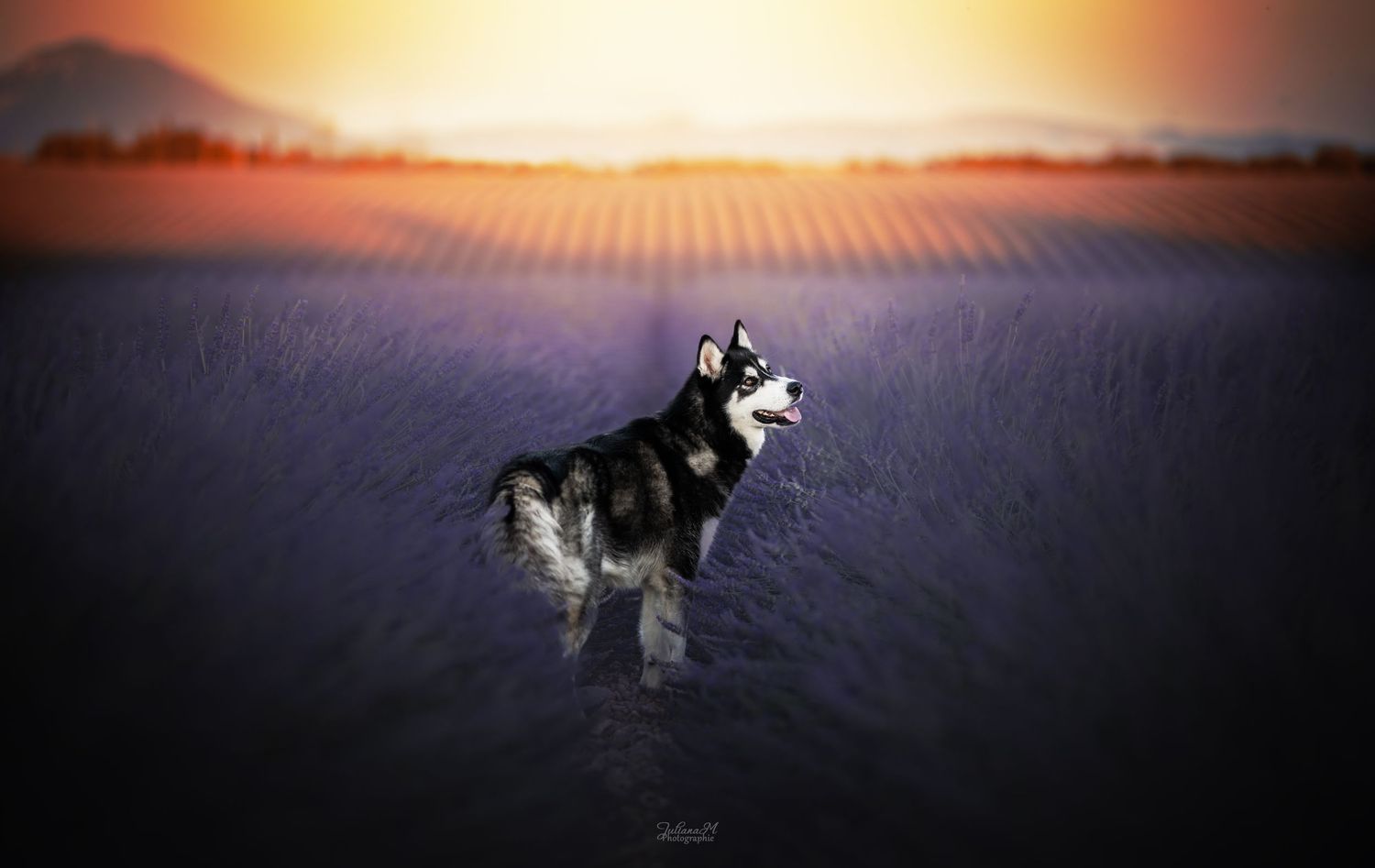 Shooting photo près d'Aix en Provence, photographiez votre chien dans les lavandes