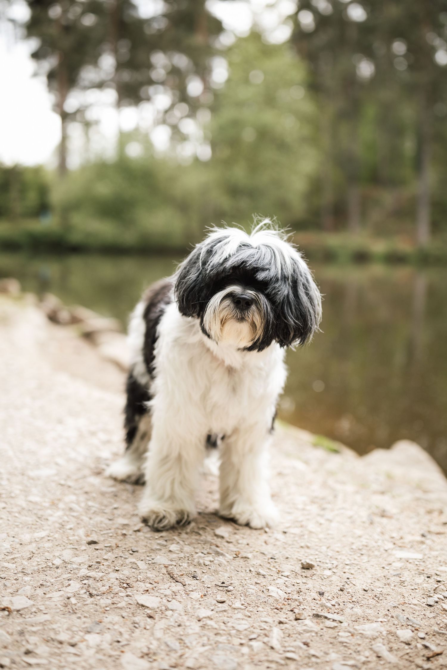 A black and white Havanese dog plays and explores on a sandy beach near a lake.