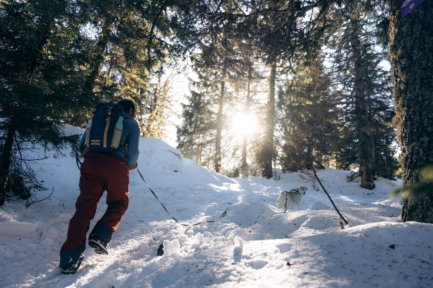 promeneur en raquettes avec son chien dans la forêt autour de chambéry