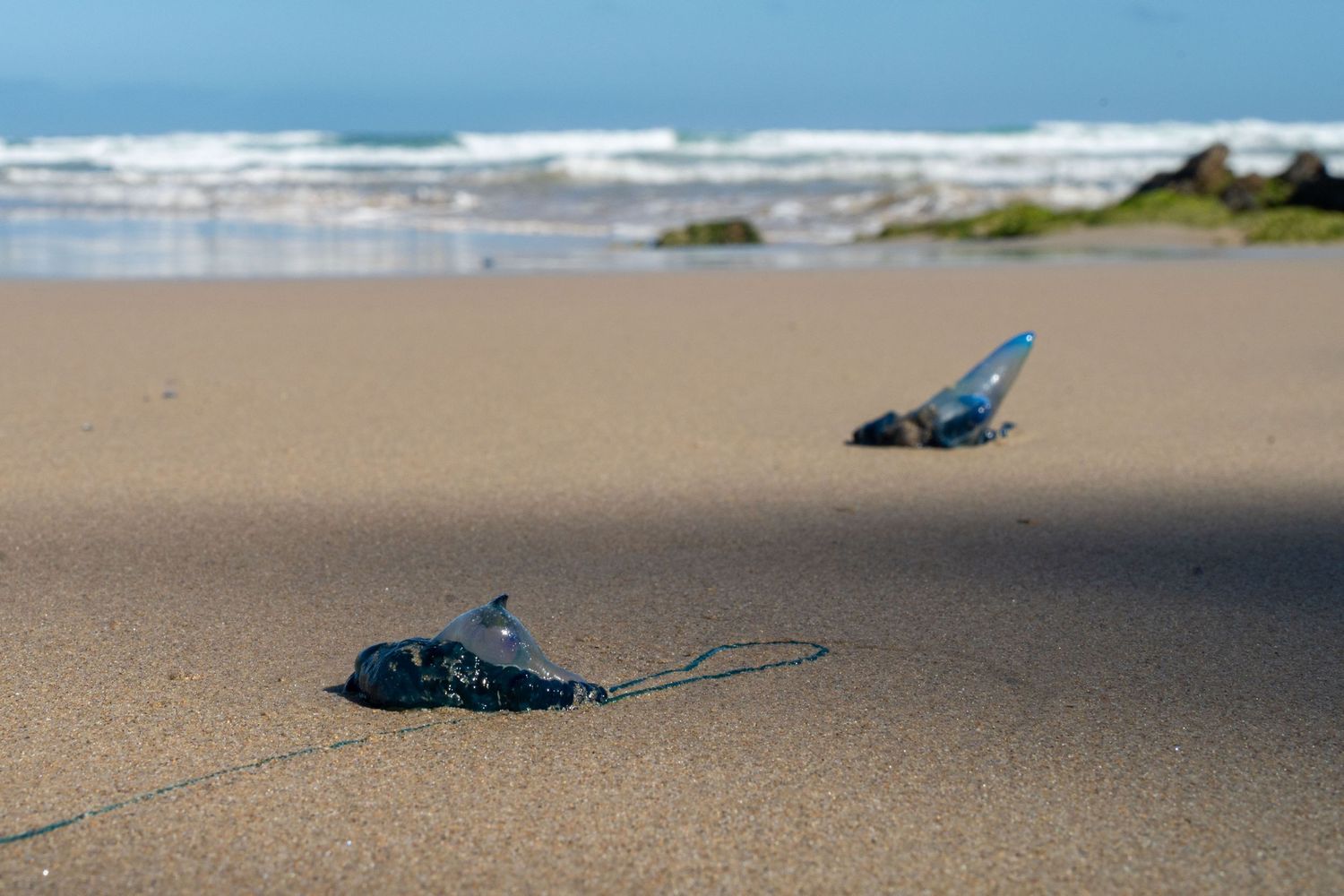 Two blue butterflies rest on sandy beach with ocean waves in the distance.