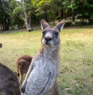 A curious grey kangaroo looks directly at camera in a grassy field.