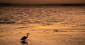 A heron silhouette stands in shallow water during golden sunset.