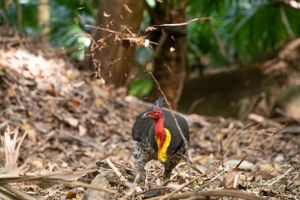 A colorful brush turkey forages among fallen leaves on forest floor.