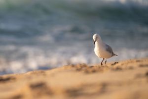 A sandpiper bird foraging along a sandy beach at sunset.