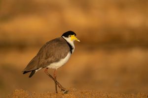 A small shorebird with black and white markings stands on sandy ground.