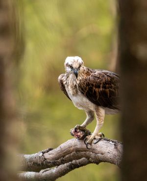 An osprey perched on a tree branch with prey in its talons.