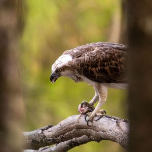 A raptor bird feeding on its catch while perched on a fallen tree.