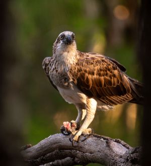 A majestic osprey feasting on captured prey while perched in a forest setting.