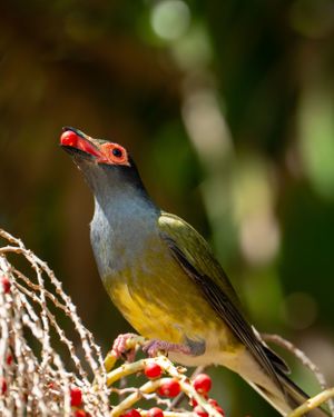 Small colorful bird perched on red berries against blurred green background.