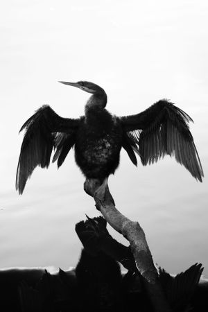 Dramatic silhouette of cormorants spreading wings against cloudy sky.