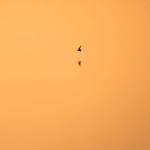 Orange sunset sky with single bird silhouette flying in distance.