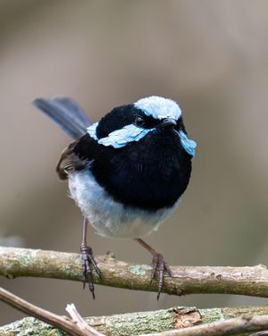 Black and white warbler birds perched on thin branch in sequence.