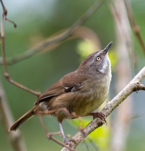 Brown warbler bird photographed in profile on branch with green background.