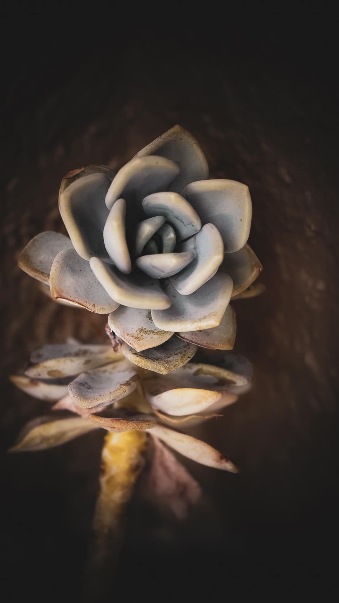Artistic macro photography of white succulent plants with moody dark background.