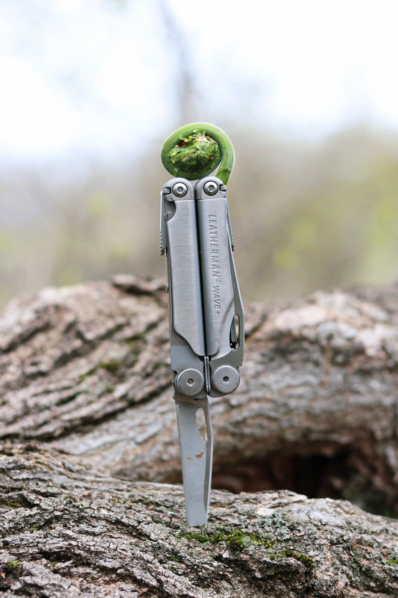 Silver multi-tool standing upright on tree bark with a curled fern frond balanced on top.