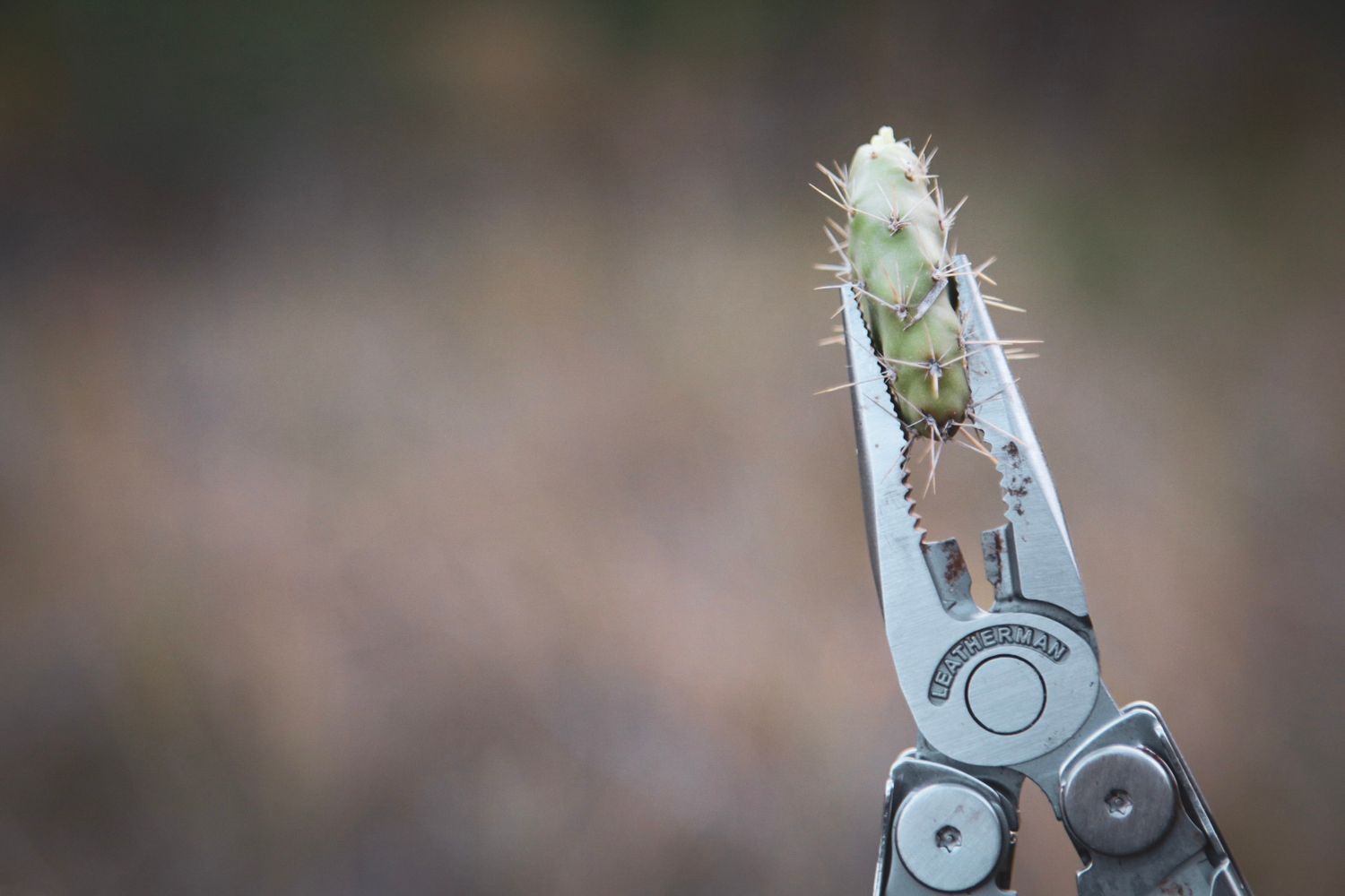 Stainless steel multi-tool pliers gripping a thorny plant stem against blurred background.