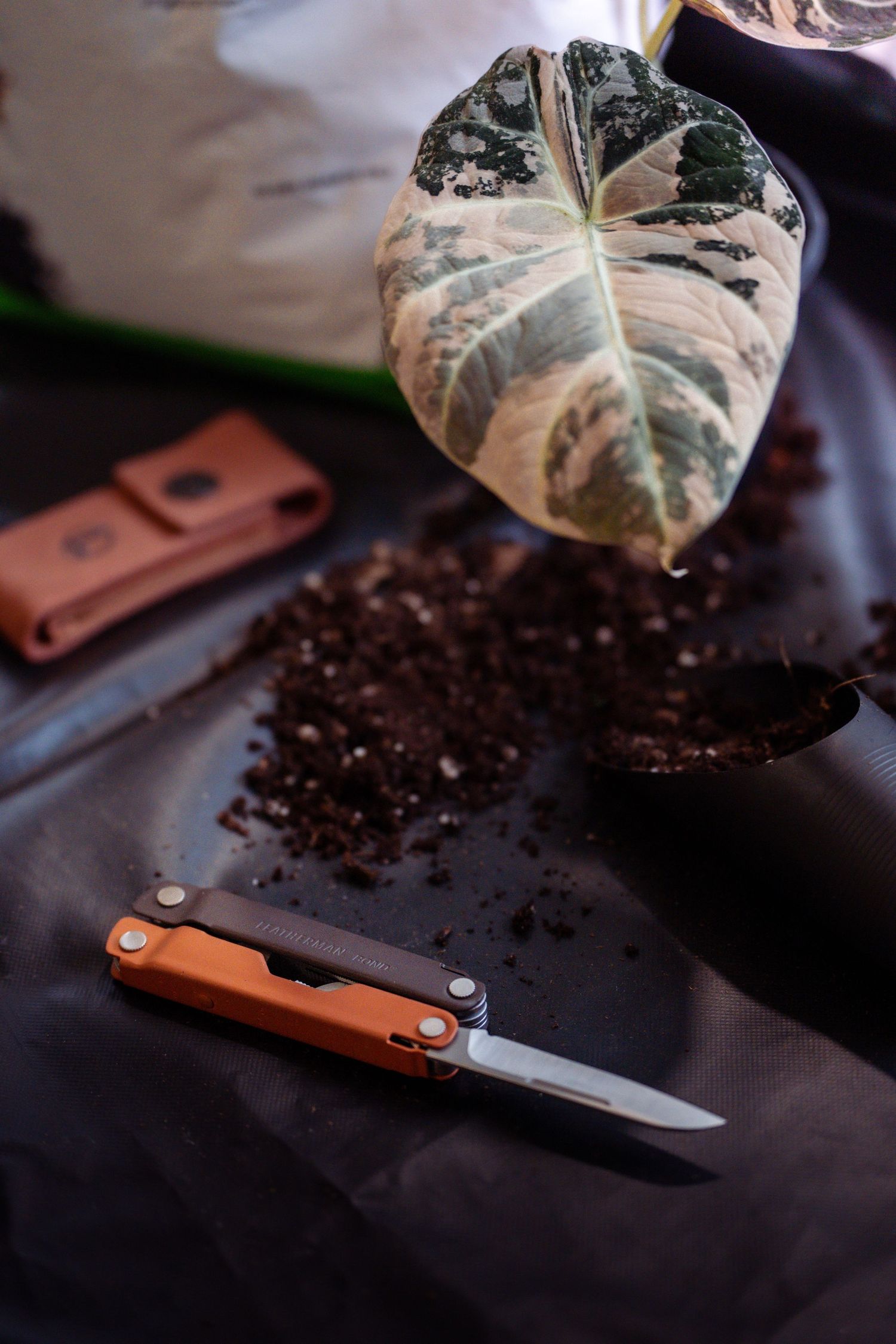 Open pocket knife next to variegated plant leaf and potting soil.