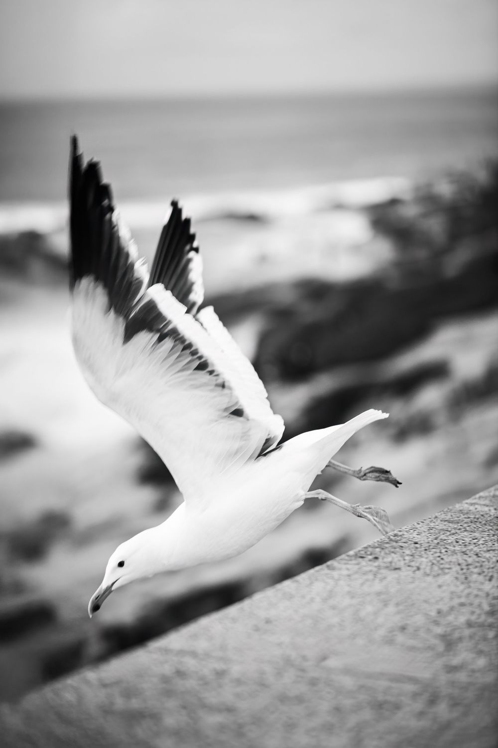 A black and white photograph of a seagull with spread wings taking flight over a coastal landscape.