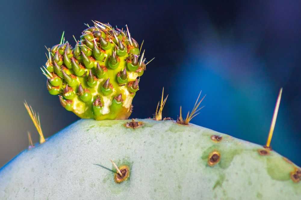 Extreme close-up of a round cactus bud with sharp spines against a blurred blue background.