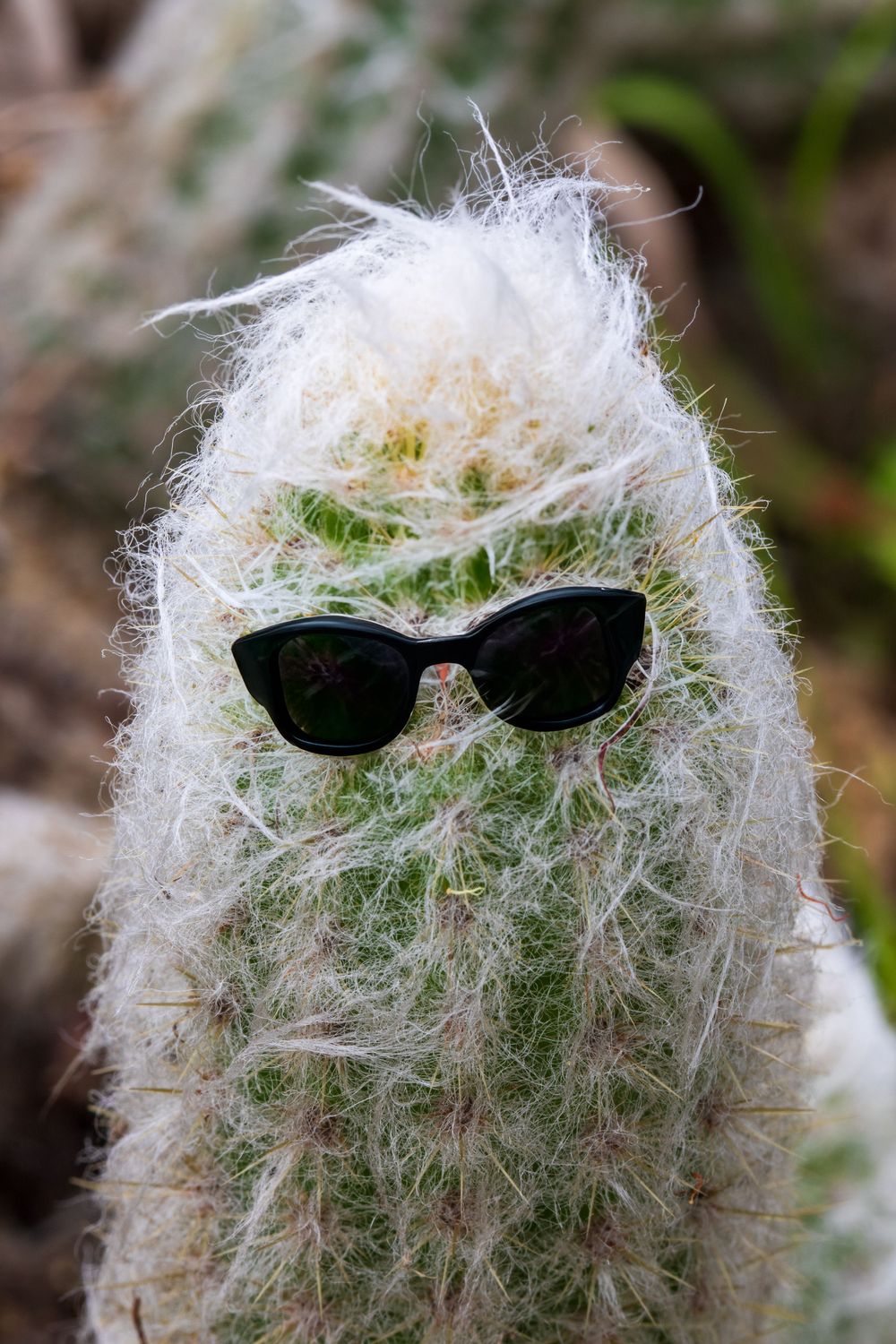 A fluffy seedhead with sunglasses placed on it creating a whimsical face-like appearance.