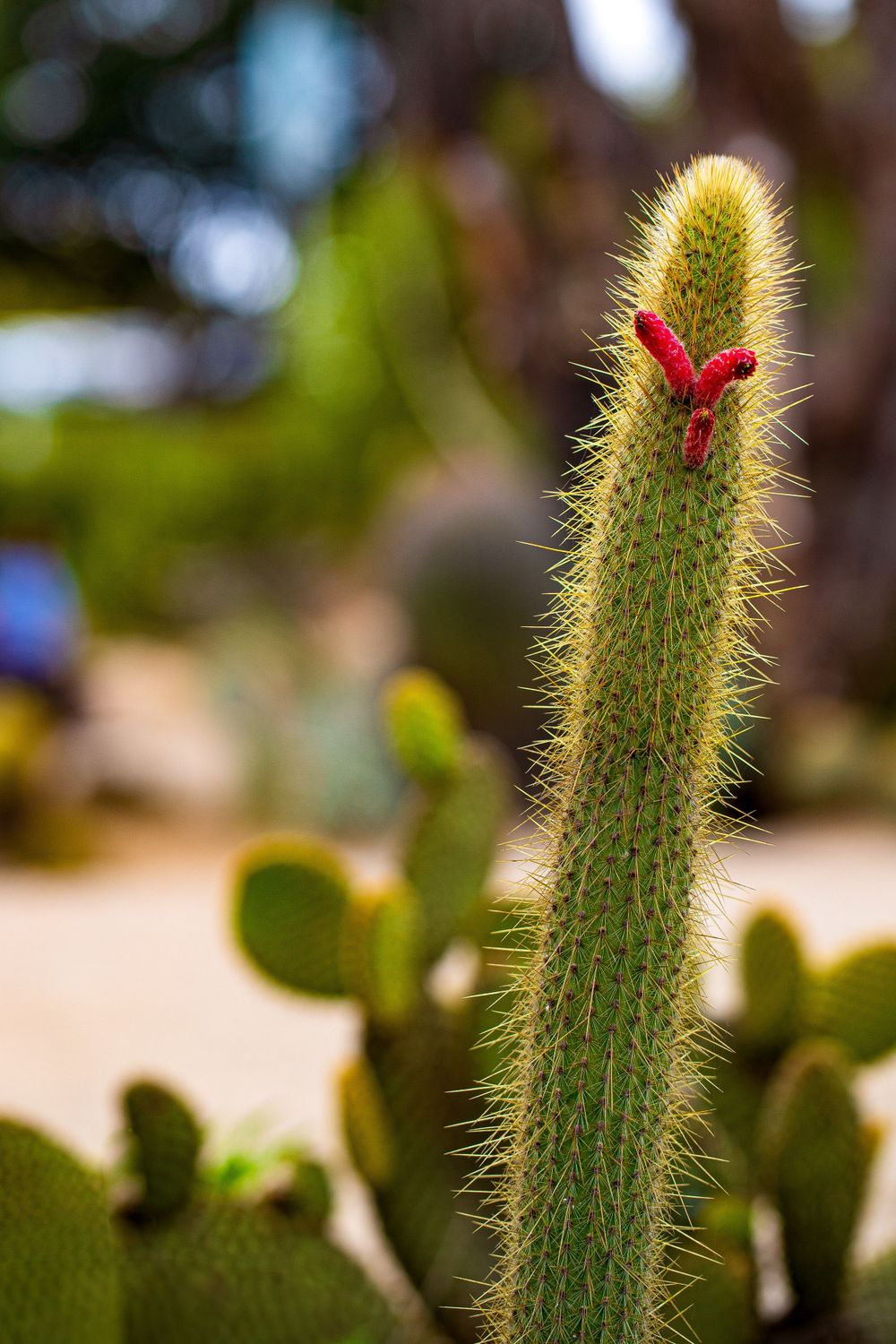 Tall cactus with red flowering buds and fine spines in natural setting.