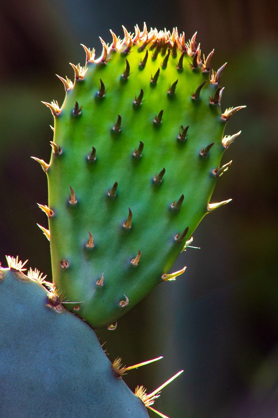 Close-up of prickly pear cactus pad showing detailed pattern of thorns.