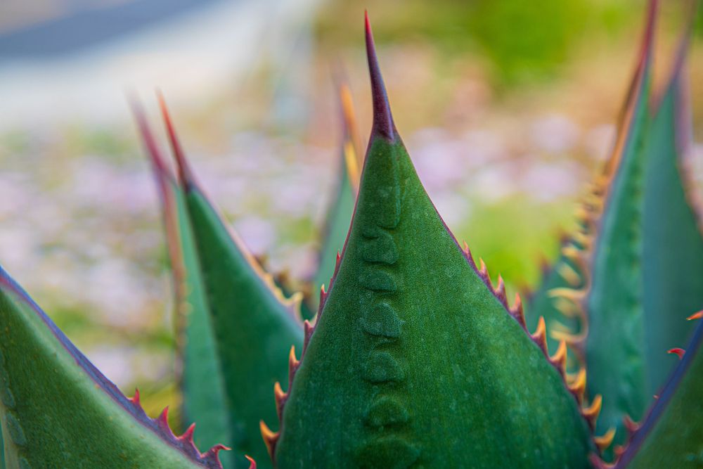 Close-up of sharp pointed agave plant leaves with spiky edges.