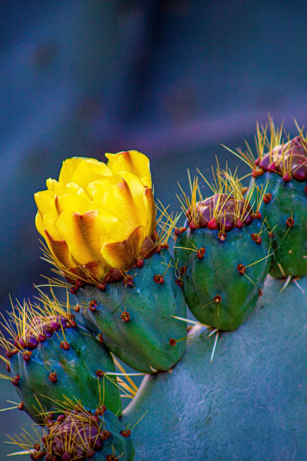A vibrant yellow cactus flower blooming among spiny green prickly pear pads.