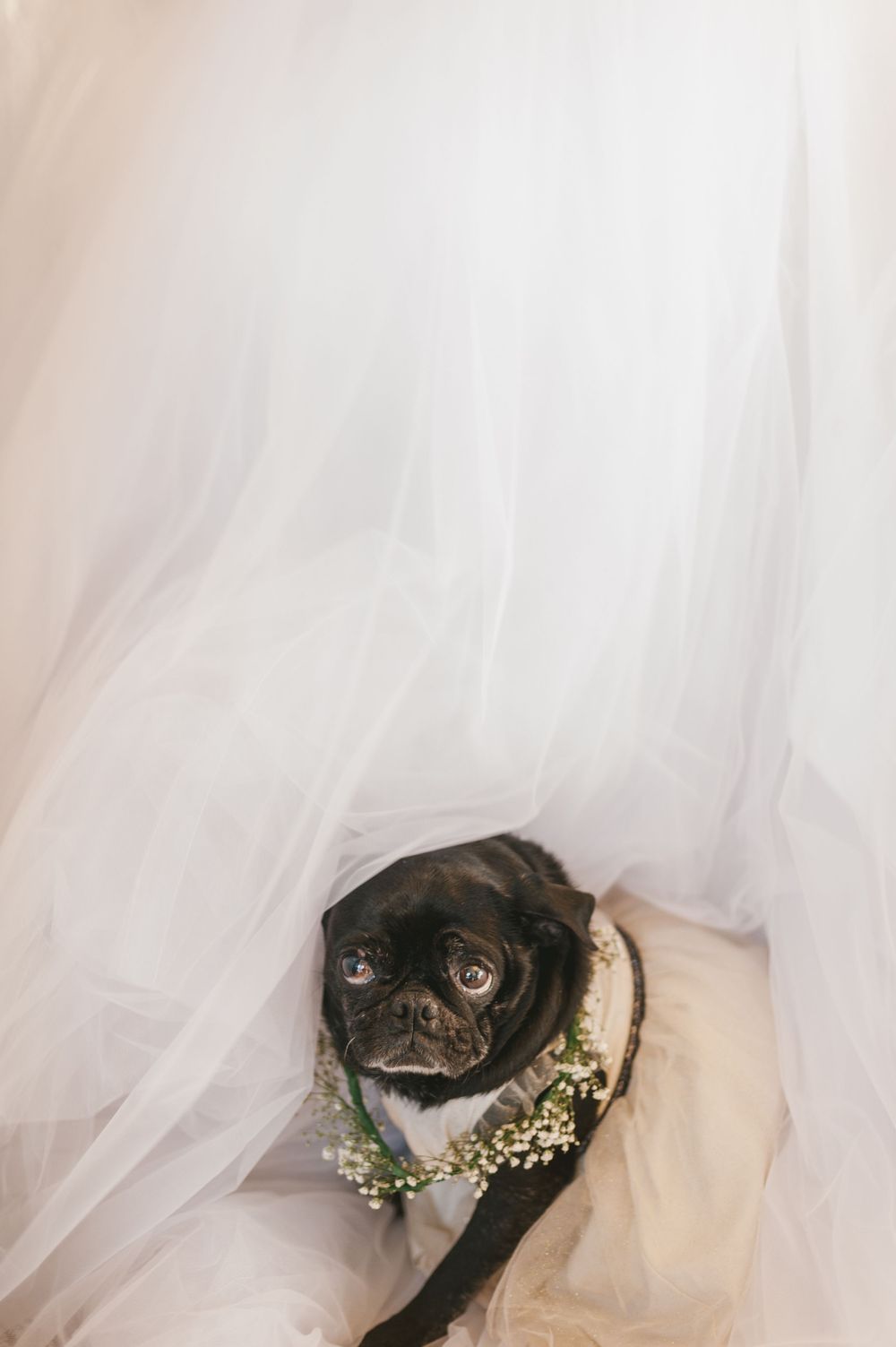 Pug dog with wedding attire resting on top of the bride's dress.