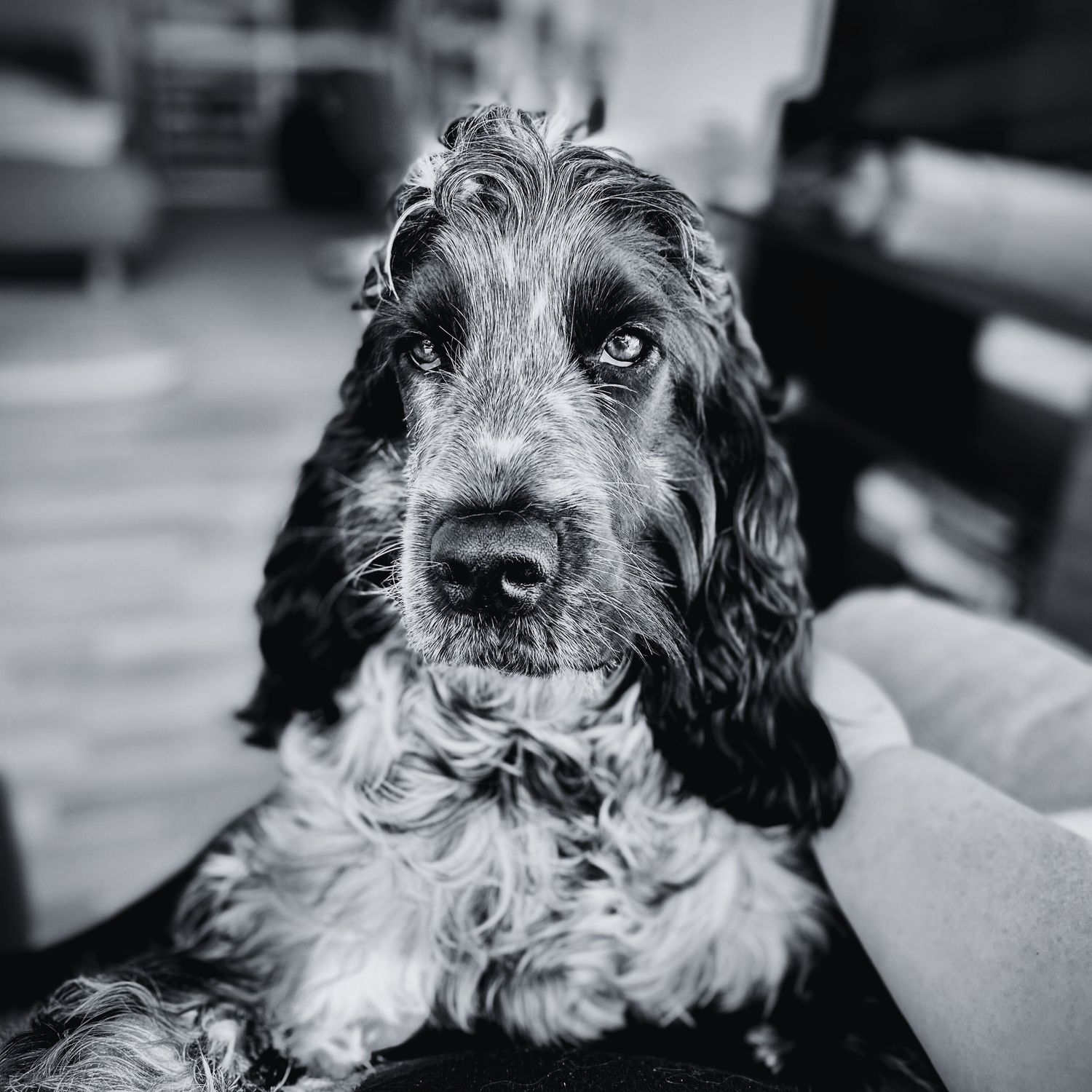 Pepe, a playful and friendly Cocker Spaniel, enjoying a moment of joy and companionship, capturing his charming personality