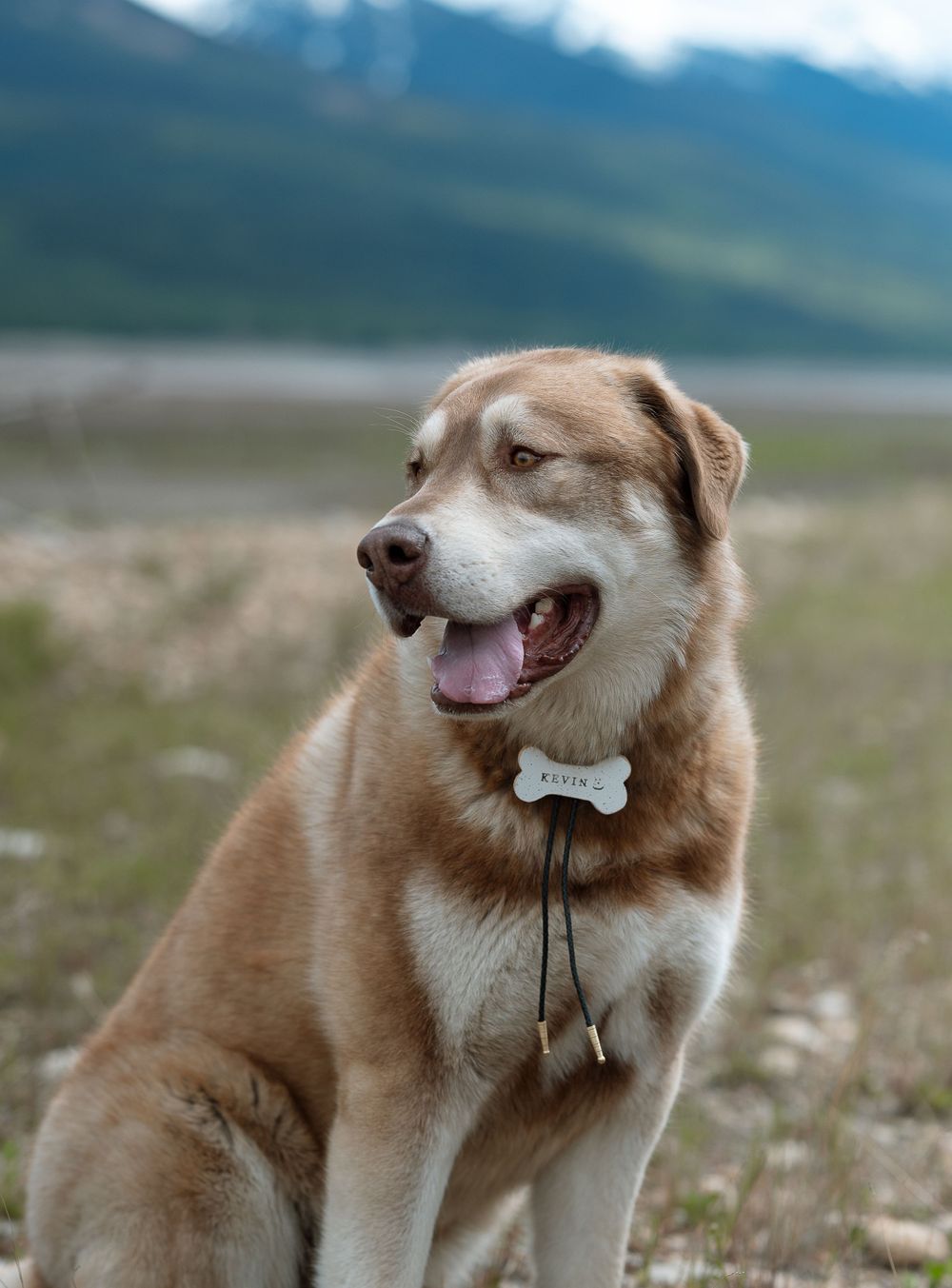 A happy husky-mix dog with a bow tie sits outdoors with mountains in the background.